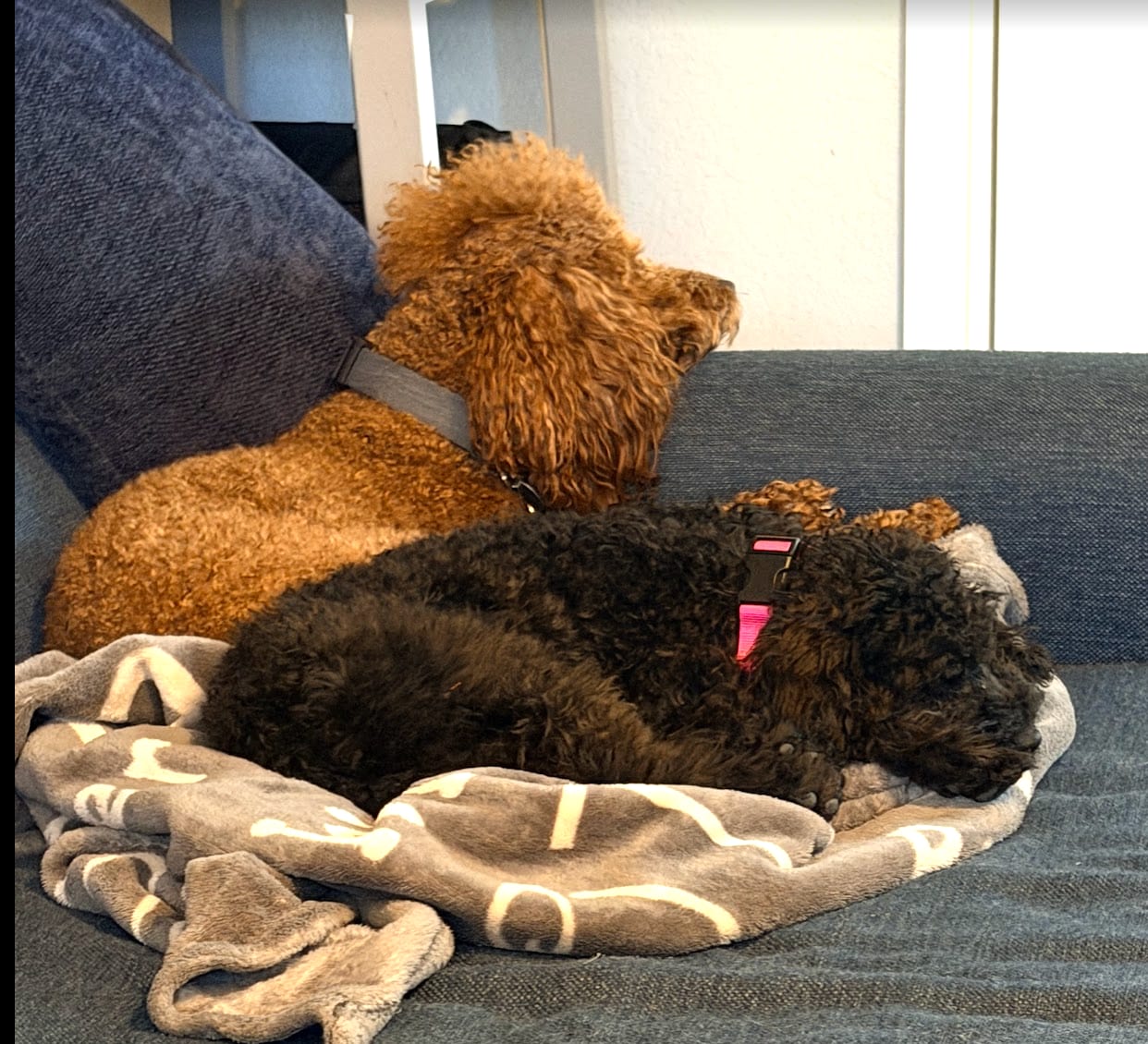 Christi's mini poodles, off the clock.